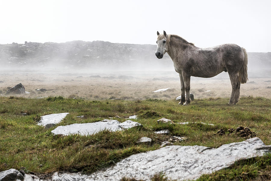 A Wild, White Horse Standing In A Foggy Photograph by Deb Garside