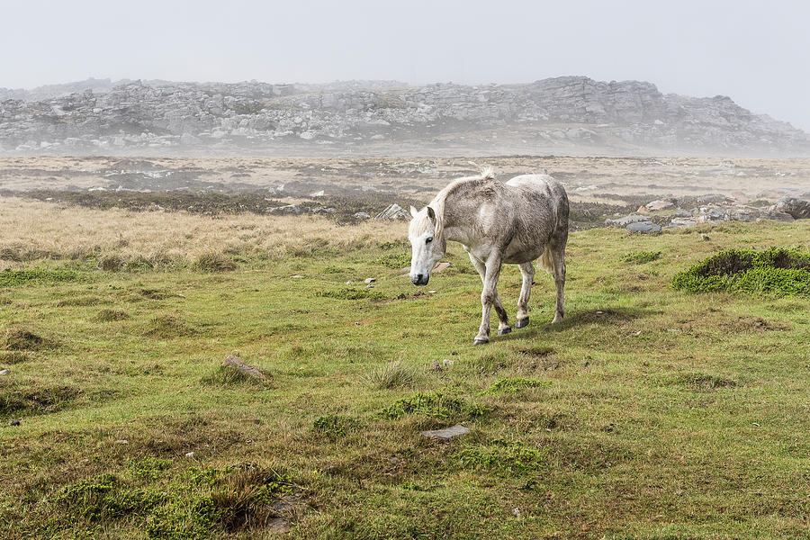 A Wild, White Horse Walking In A Foggy Photograph by Deb Garside