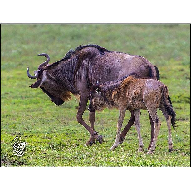 Nature Photograph - A Wilder Beast With Calf During The by Ahmed Oujan