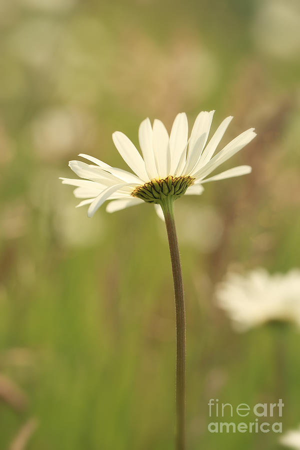 Daisy Photograph - A wildflower by LHJB Photography