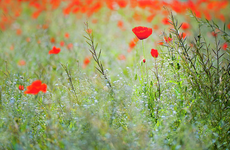 A Wildflower Meadow With Red Poppies Photograph by Jacky Parker Photography