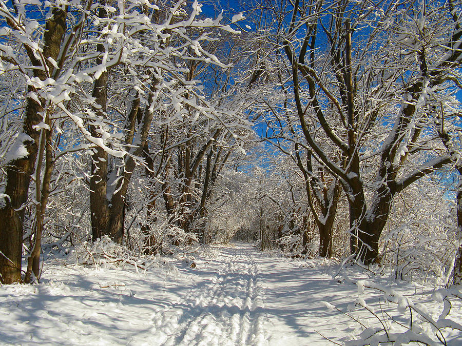A Winter Road Photograph by Raymond Salani III