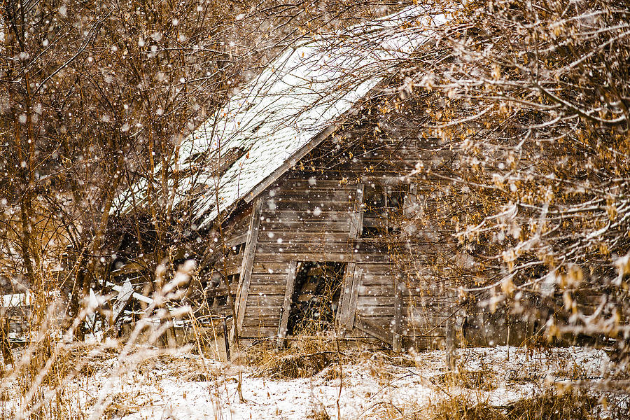 A Winter Shed Photograph by Ed Peterson