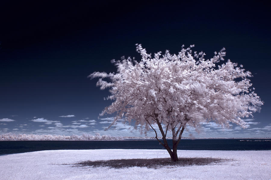 Tree Photograph - A Winter Summer by Mike Irwin