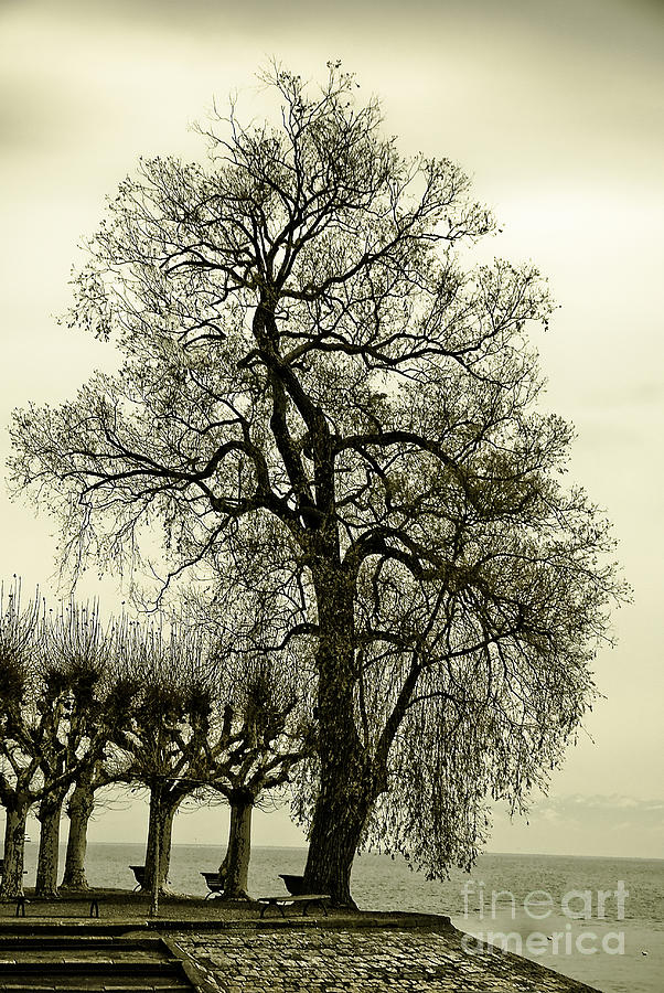 Tree Photograph - A Winter Touch by Syed Aqueel