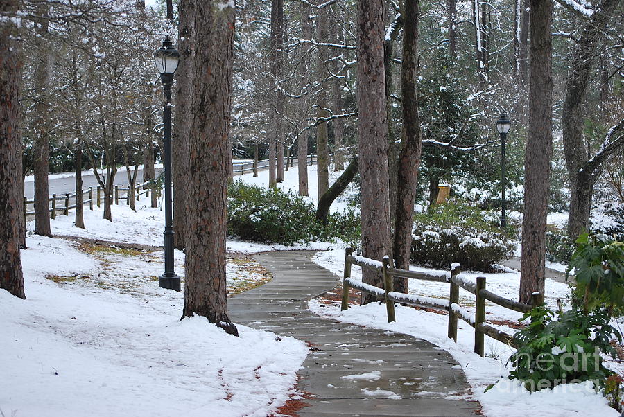 A Winter Walk At Hugh McRae Park Photograph by Bob Sample