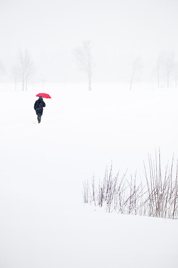 A Winter Walk Photograph by Fine Art Nature Photography