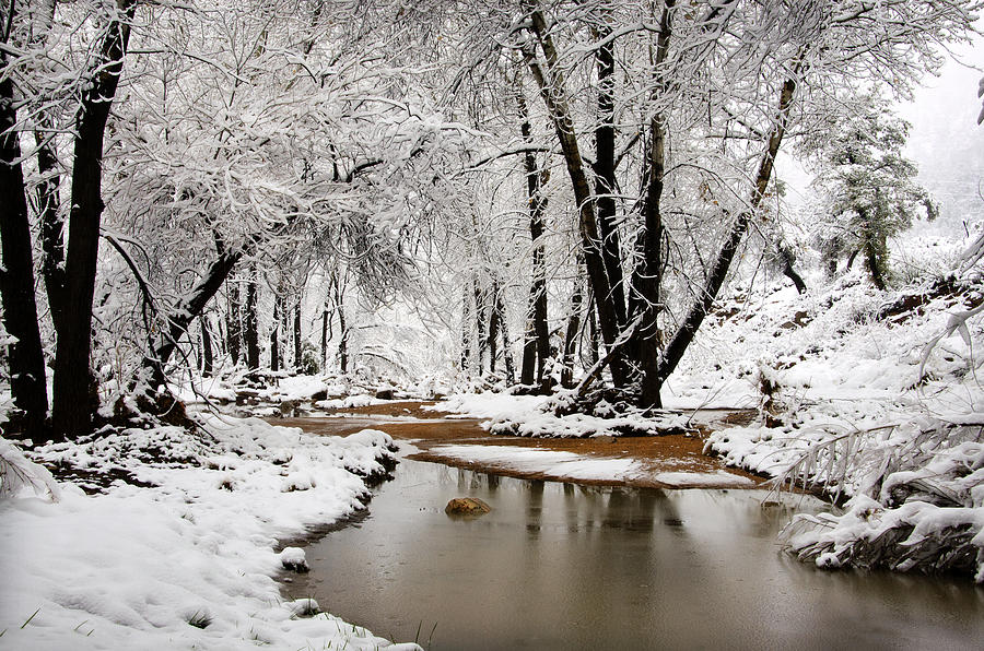 A Winter Walk  Photograph by Saija Lehtonen
