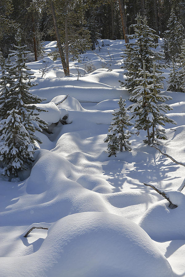 A Winter Wonderland Photograph by Bill Cubitt