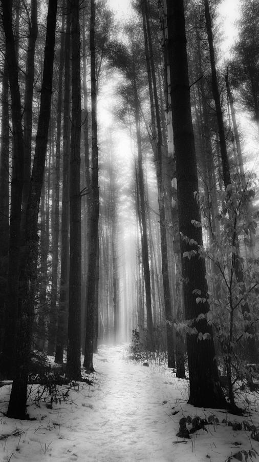 A WInters Path Black And White Photograph by Bill Wakeley