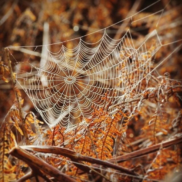 Nature Photograph - A Witchy Cobweb by Karie-ann Cooper