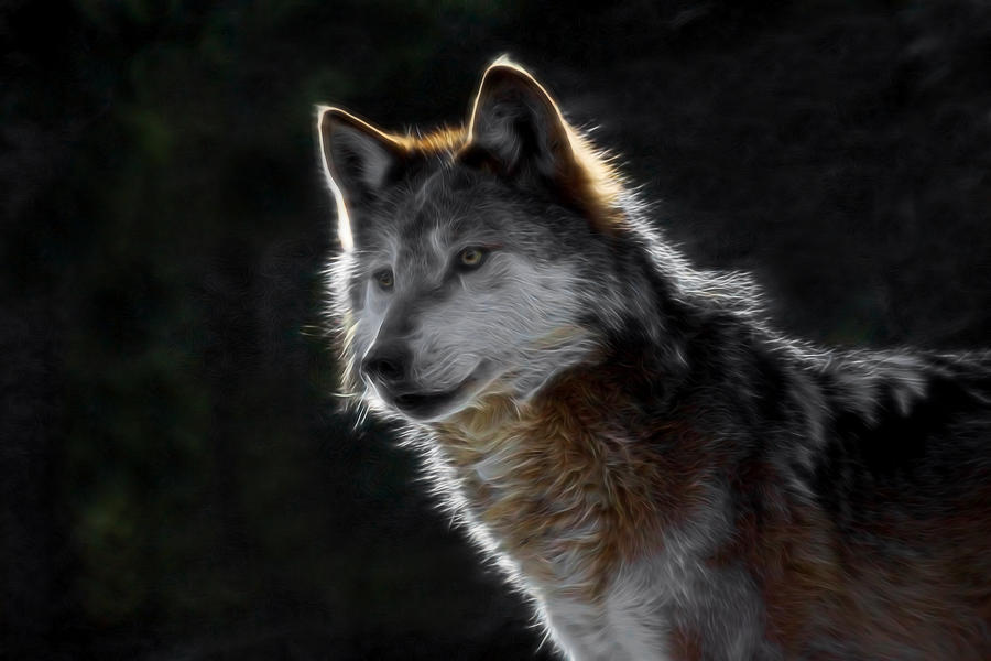 Wolves Digital Art - A Wolf Digital Art by Ernest Echols