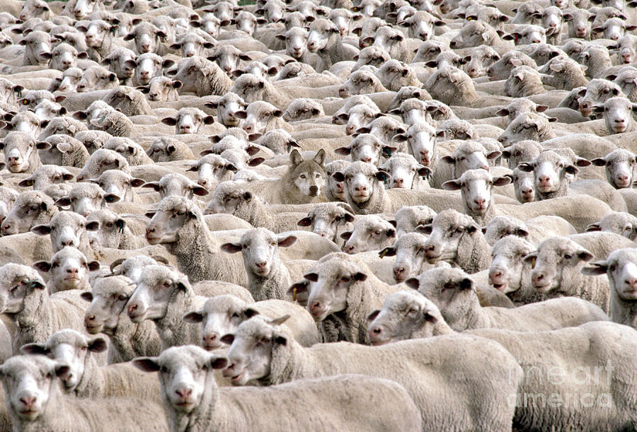 a-wolf-in-sheeps-clothing-mike-agliolo.jpg
