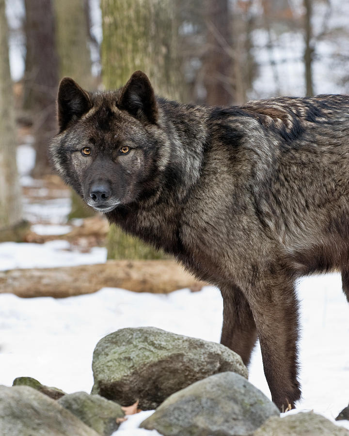 A Wolfs Intense Focus Photograph by Gary Slawsky