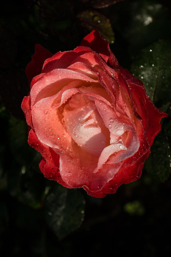 A Wonderful Cream-and-Red Rose With Dewdrops Photograph by Georgia Mizuleva