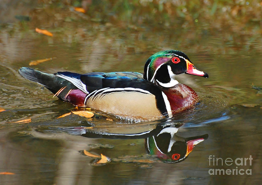 A Wood Duck And His Reflection Photograph by Kathy Baccari
