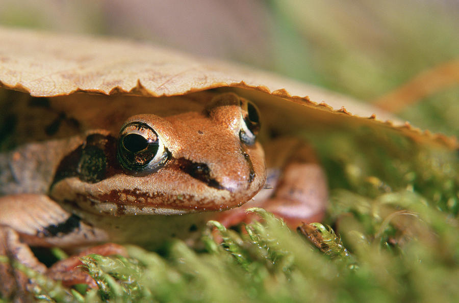 Fall Photograph - A Wood Frog. Rana Sylvatica by Cary Anderson