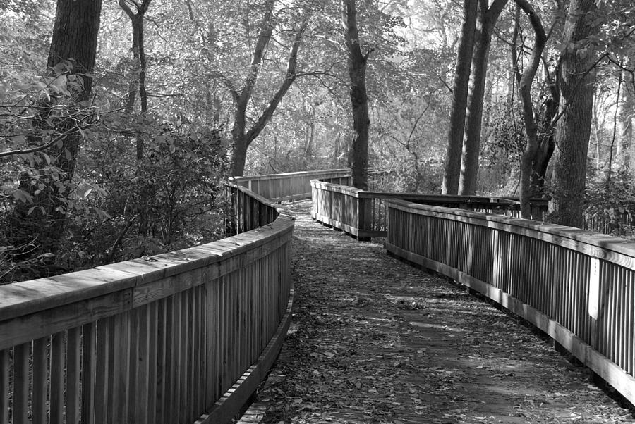 A Wooded Path Photograph by Nancy De Flon