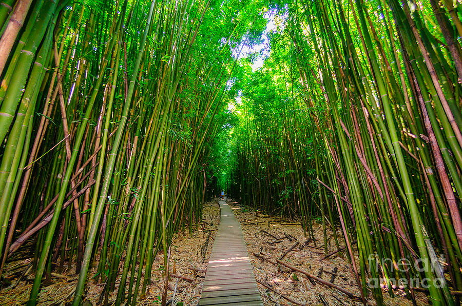 A wooden path through a dense bamboo forest Maui Hawaii USA Photograph by Don Landwehrle