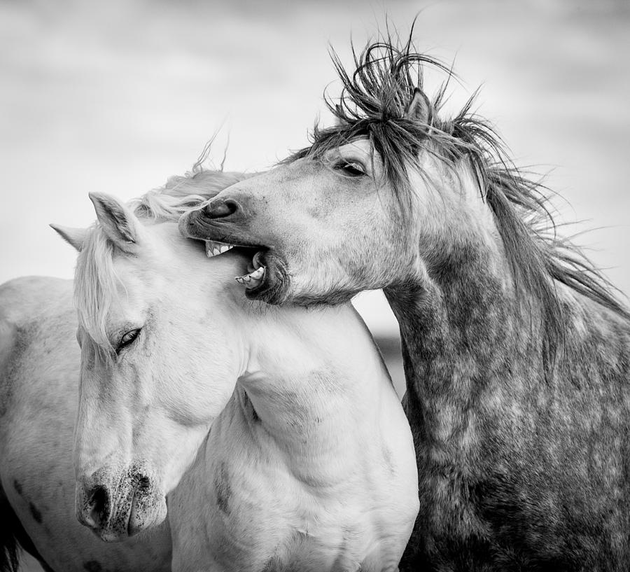 Horse Photograph - A word in your ear by Tim Booth