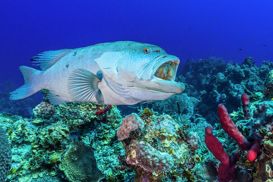 A Wrasse Cleans The Inside Of A Grouper Photograph by Jennifor Idol