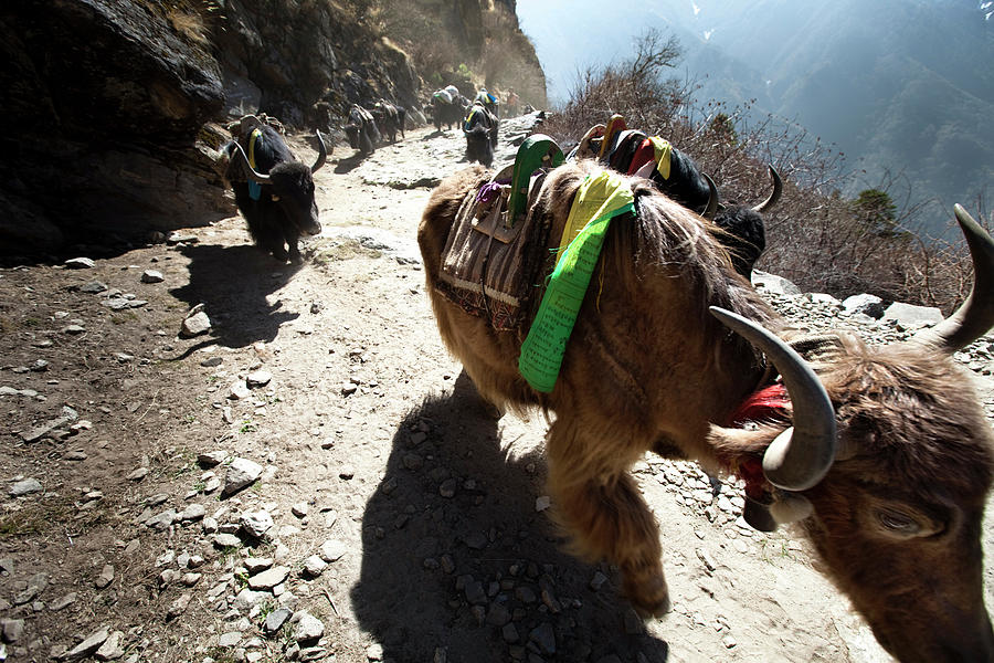 Animal Photograph - A Yak Train Kicking Up Dust In Nepal by Kaare Iverson