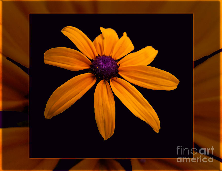 A Yellow Burst of Sunshine Floral Photography Photograph by Omaste Witkowski