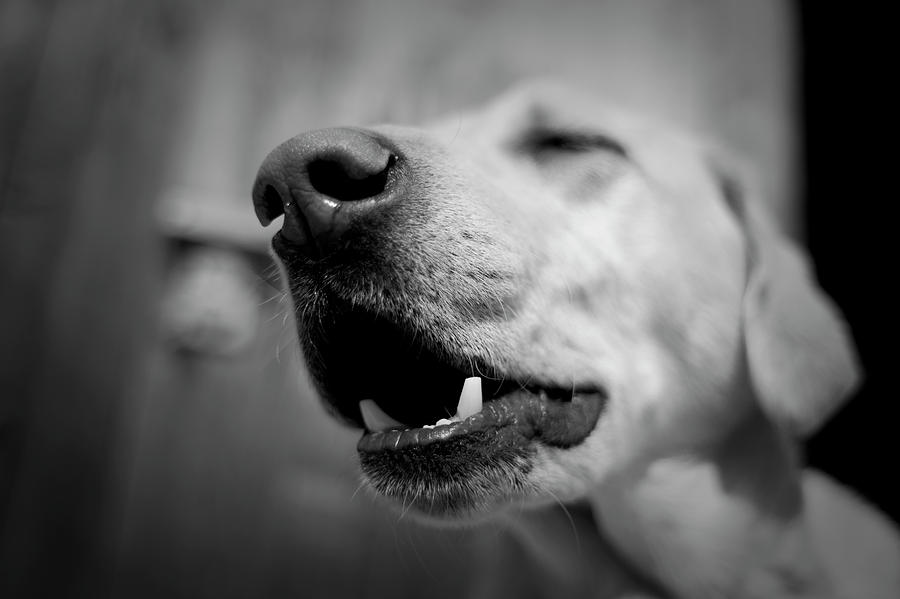 Black And White Photograph - A Yellow Lab Howls While Sitting by Corey Hendrickson