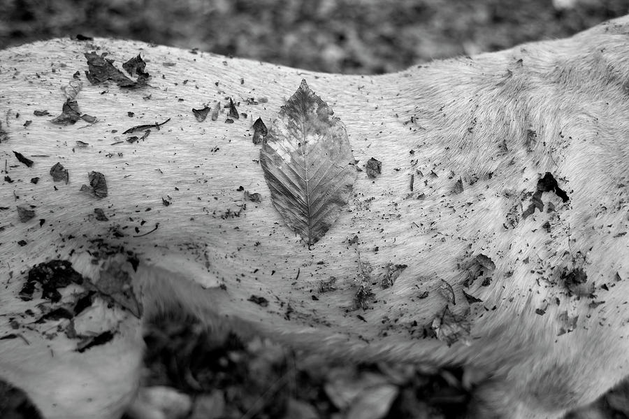 Black And White Photograph - A Yellow Lab Is Covered In Leaves by Corey Hendrickson