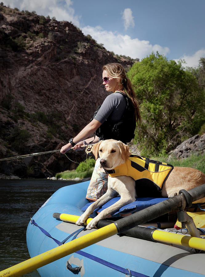 A Yellow Lab Sits On The Side Of A Boat Photograph by Ryan Heffernan ...