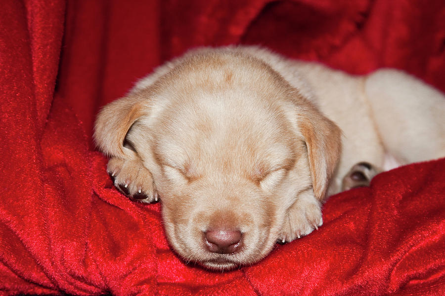 A Yellow Labrador Retriever Puppy Photograph by Zandria Muench Beraldo ...