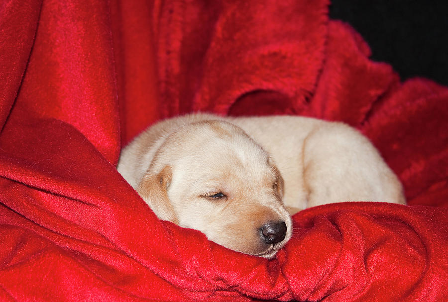 Christmas Photograph - A Yellow Labrador Retriever Sleeping by Zandria Muench Beraldo