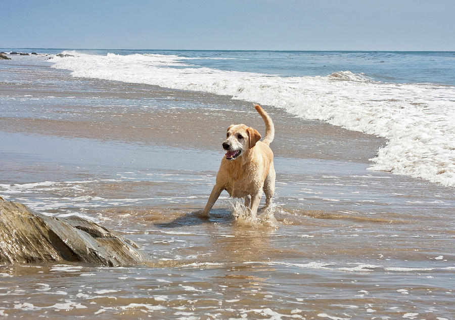 A Yellow Labrador Retriever Standing Photograph By Zandria Muench 