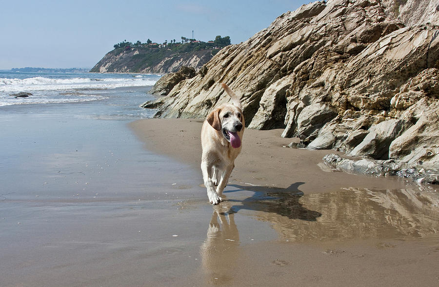 A Yellow Labrador Retriever Walking Photograph by Zandria Muench ...