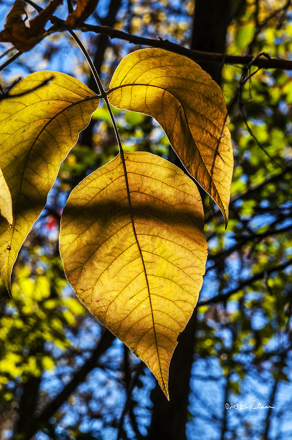 Fall Photograph - A Yellow Leaf by Ed Peterson