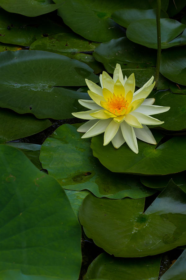 A Yellow Liliy,  Photograph by Robert McKinstry