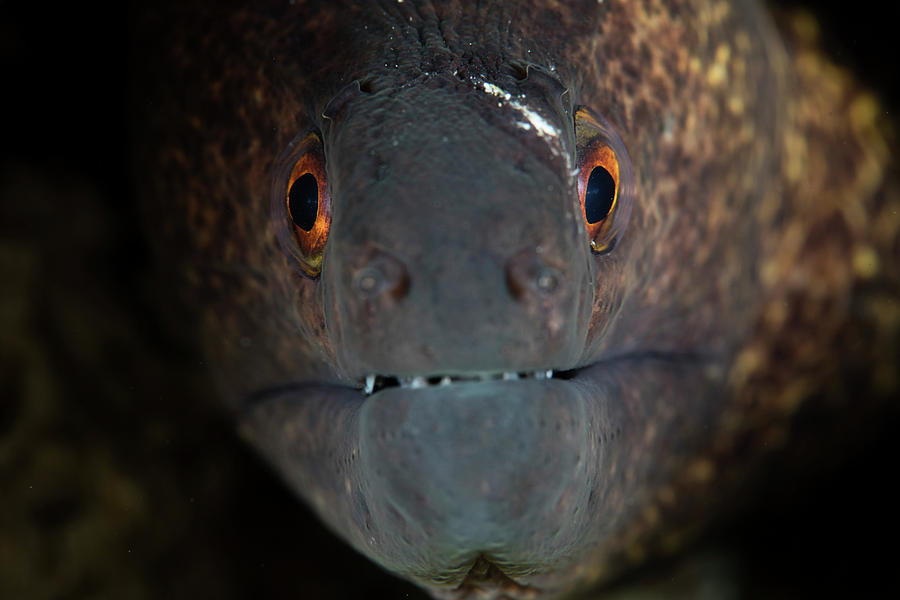 Nature Photograph - A Yellow-margin Moray Eel Looks by Ethan Daniels