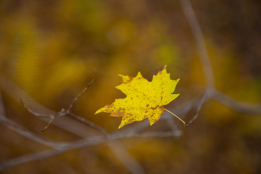 Fall Photograph - A Yellow One by Karol Livote