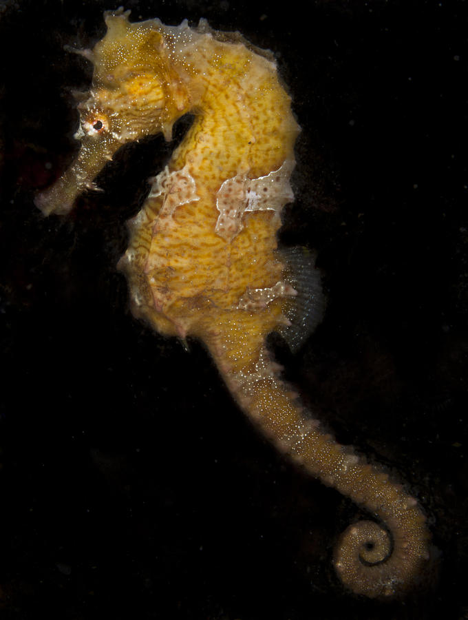 A yellow Seahorse Photograph by Sandra Edwards