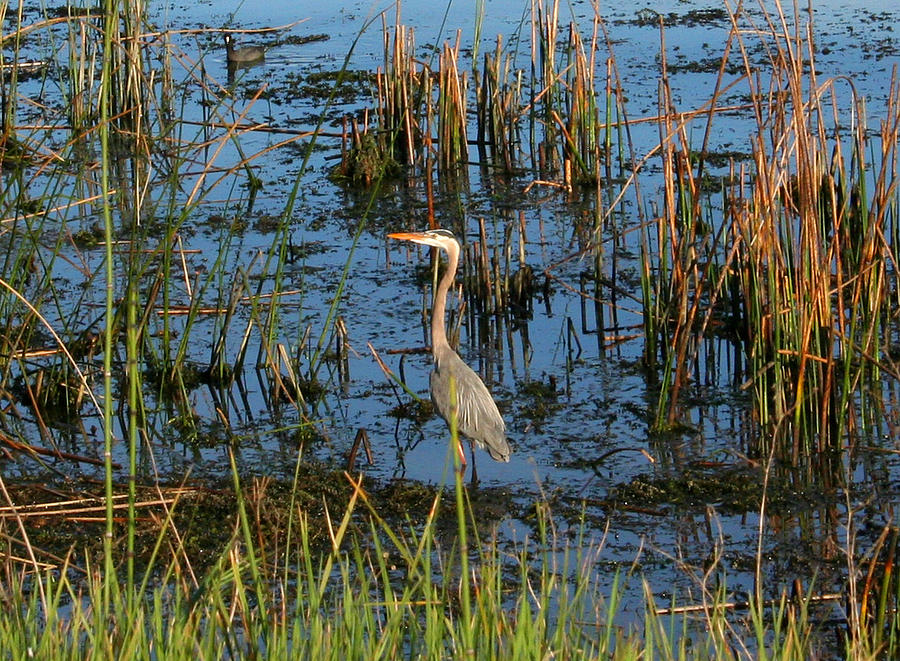 A Young Blue Heron Photograph by Joseph Coulombe