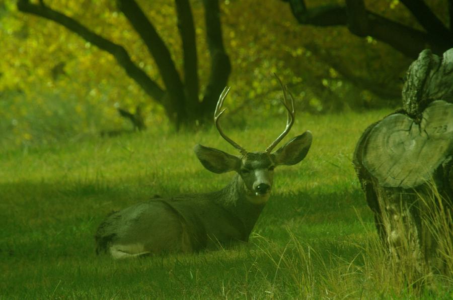 a-young-buck-resting-in-the-shade-photograph-by-jeff-swan-fine-art