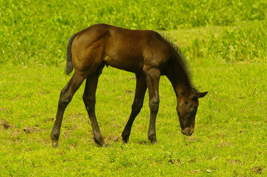 Horse Photograph - A Young Colt Grazing by Jeff Swan