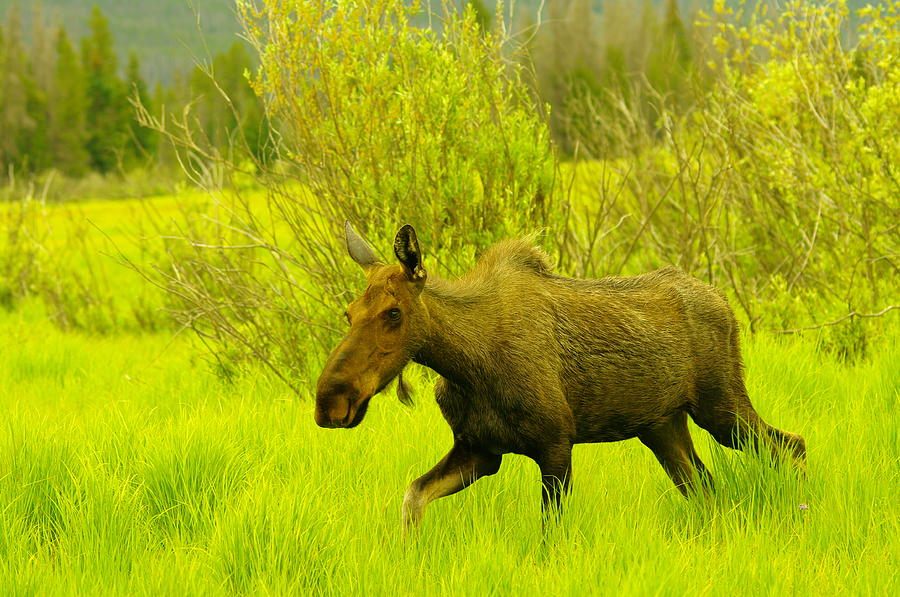 A Young Cow Moose Photograph by Jeff Swan