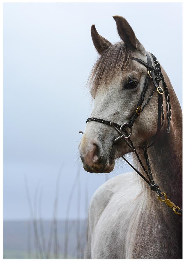 A Young Dappled Horse Photograph by Lee Gunn