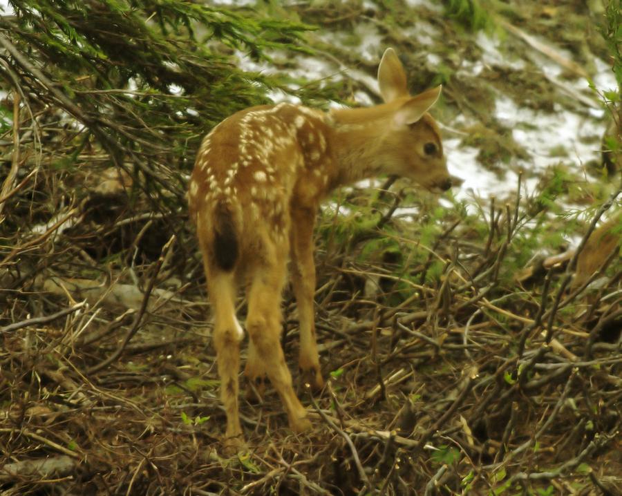 A Young Fawn In The Spring Photograph by Jeff Swan