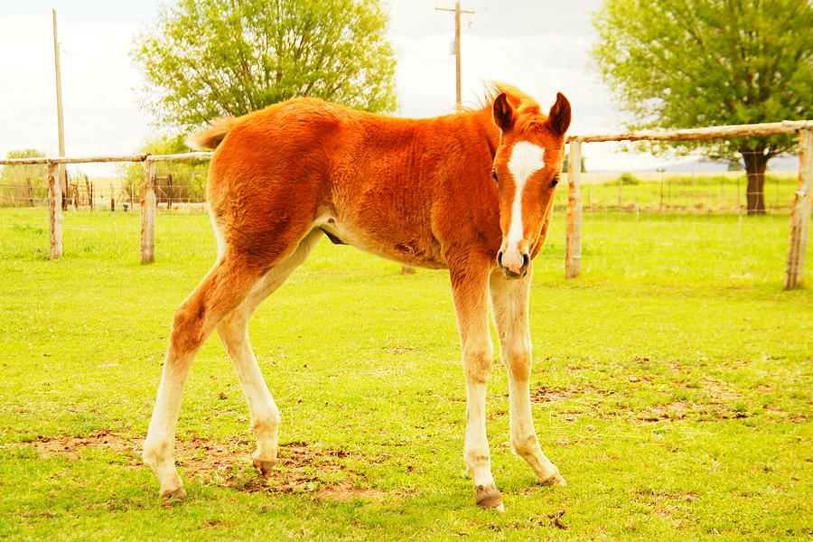 Horse Photograph - A Young Foal by Jeff Swan