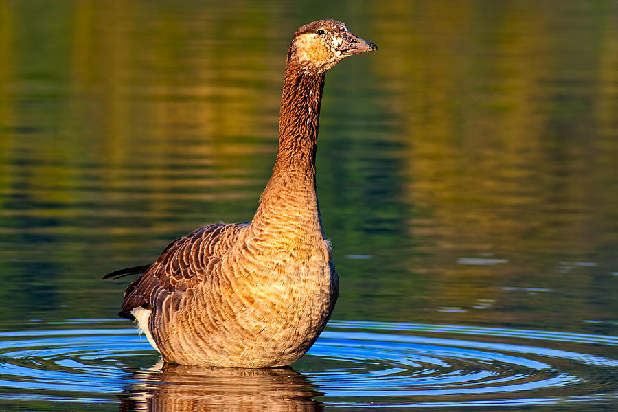 A Young Goose Is On The Loose Photograph by Mark Tisdale
