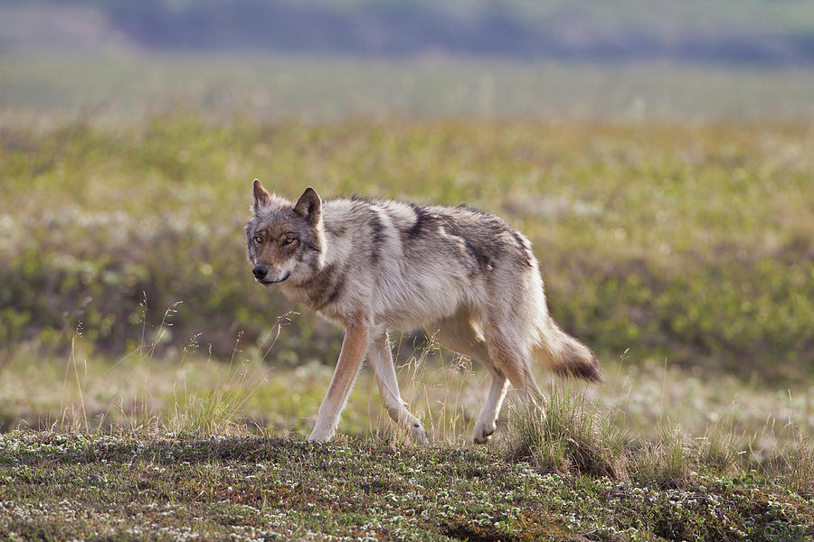 Denali National Park Photograph - A Young Gray Wolf From The Grant Creek by Hugh Rose