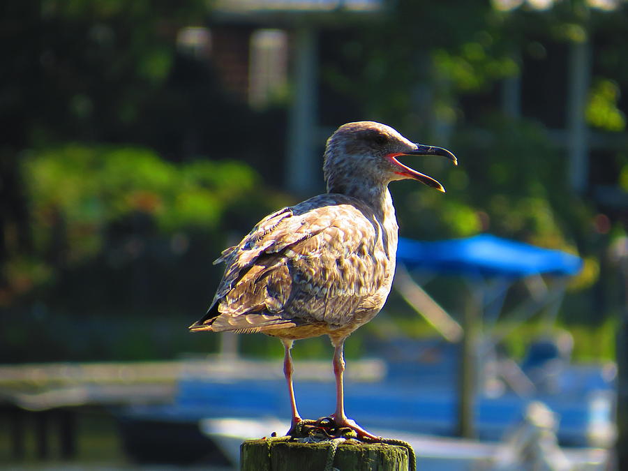 A Young Herring Gull Photograph