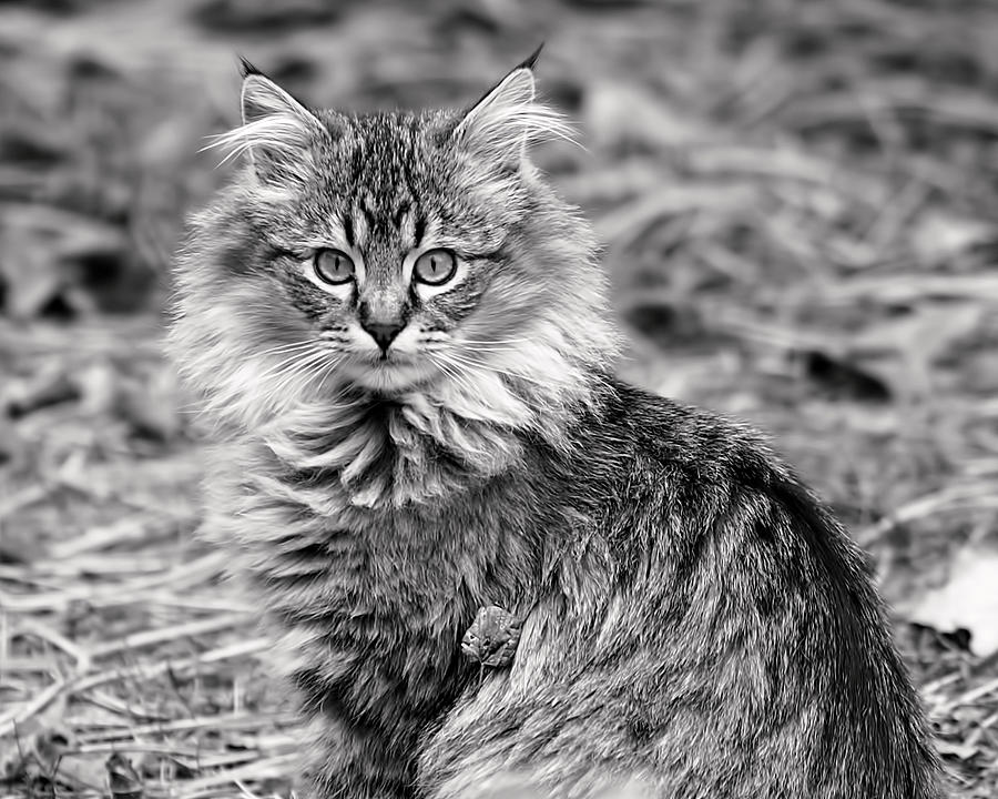 Black And White Photograph - A Young Maine Coon by Rona Black